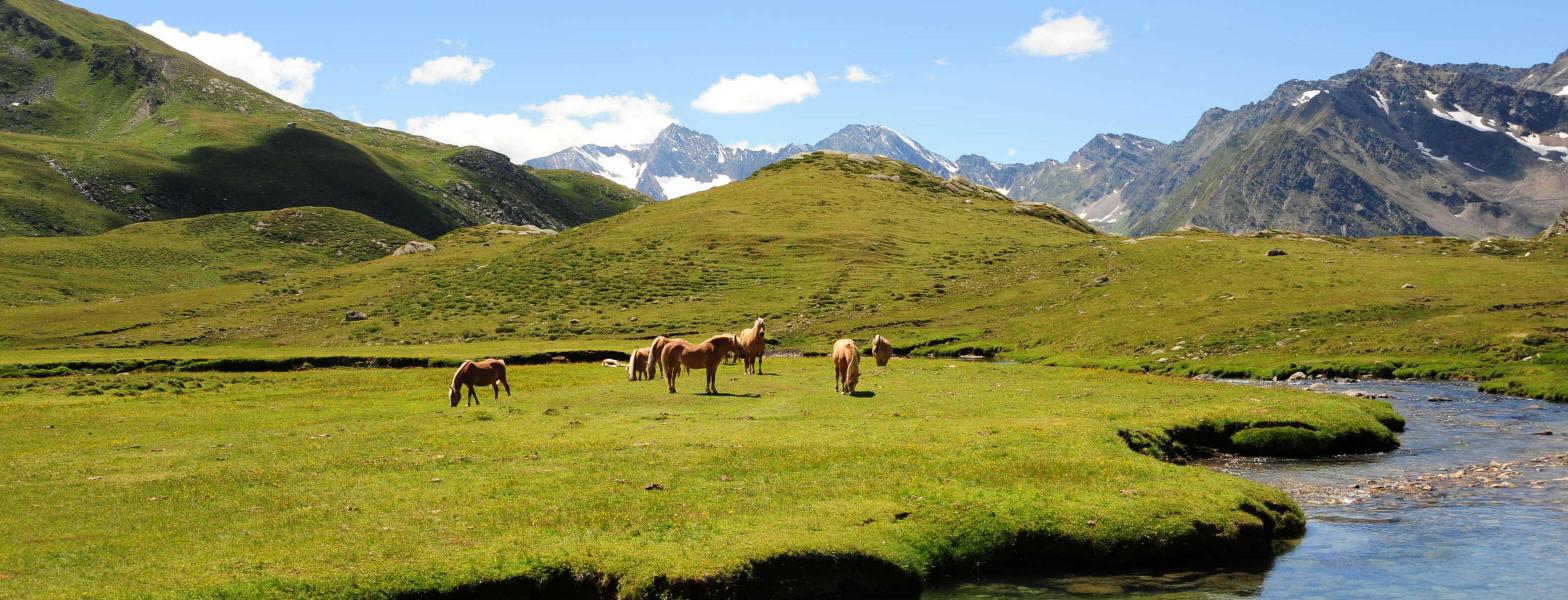 Reiten Reiten